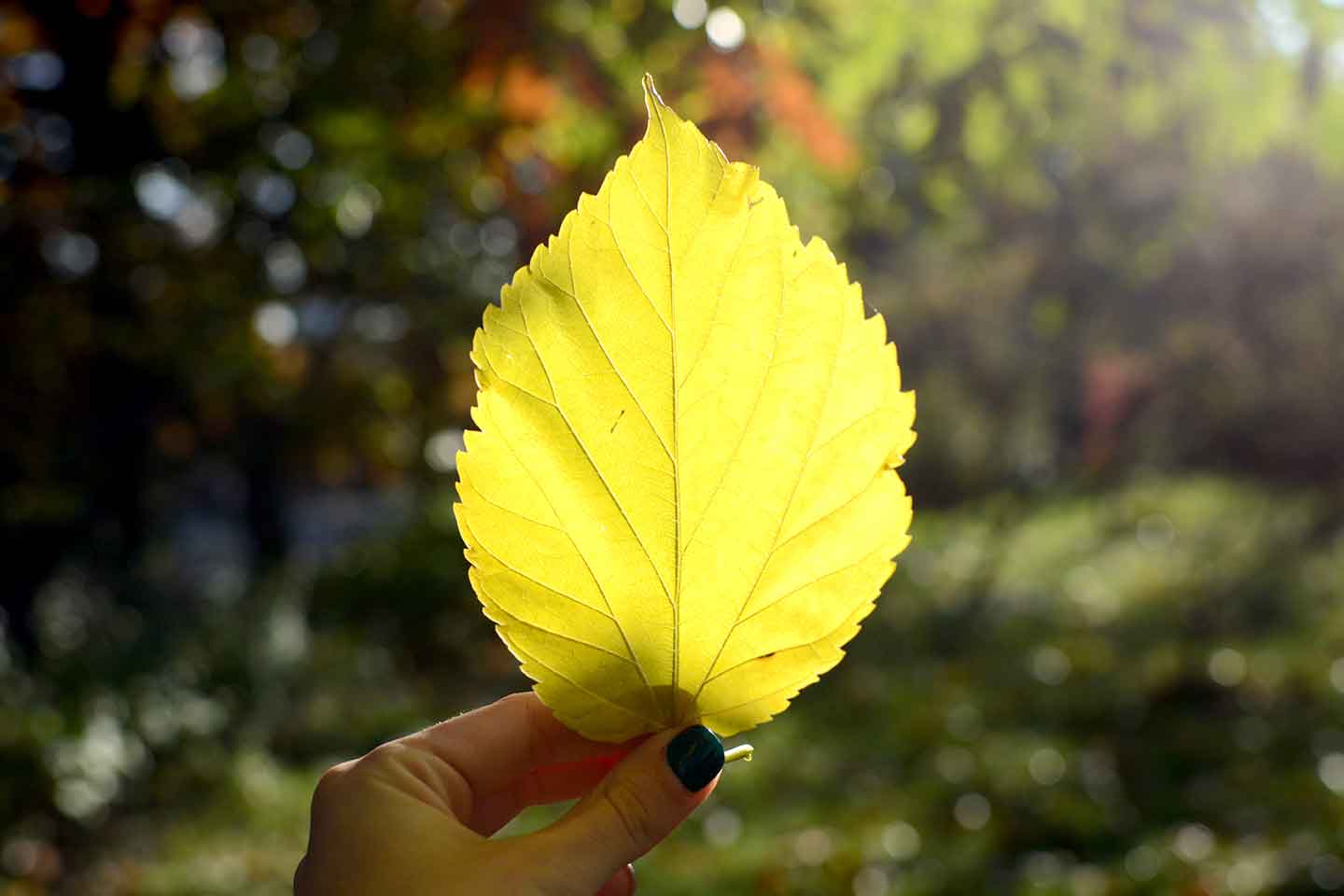 The Five Shades of Green Consumers - How "Green" Are You Really?