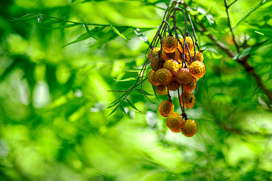 soap nut berries Sapindus Mukrossi hanging from the tree outdoors 
